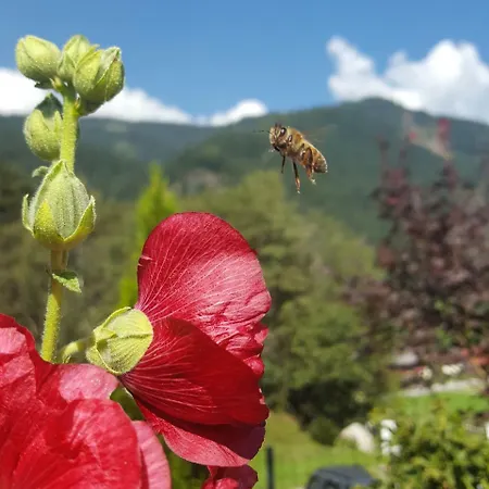 Traumplatz, Wildblumen Apartman Goldegg
