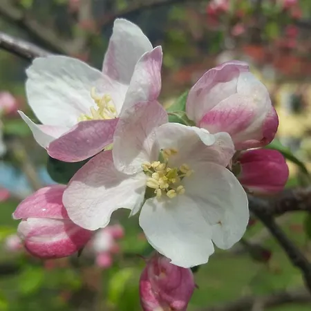 Traumplatz, Wildblumen * Goldegg